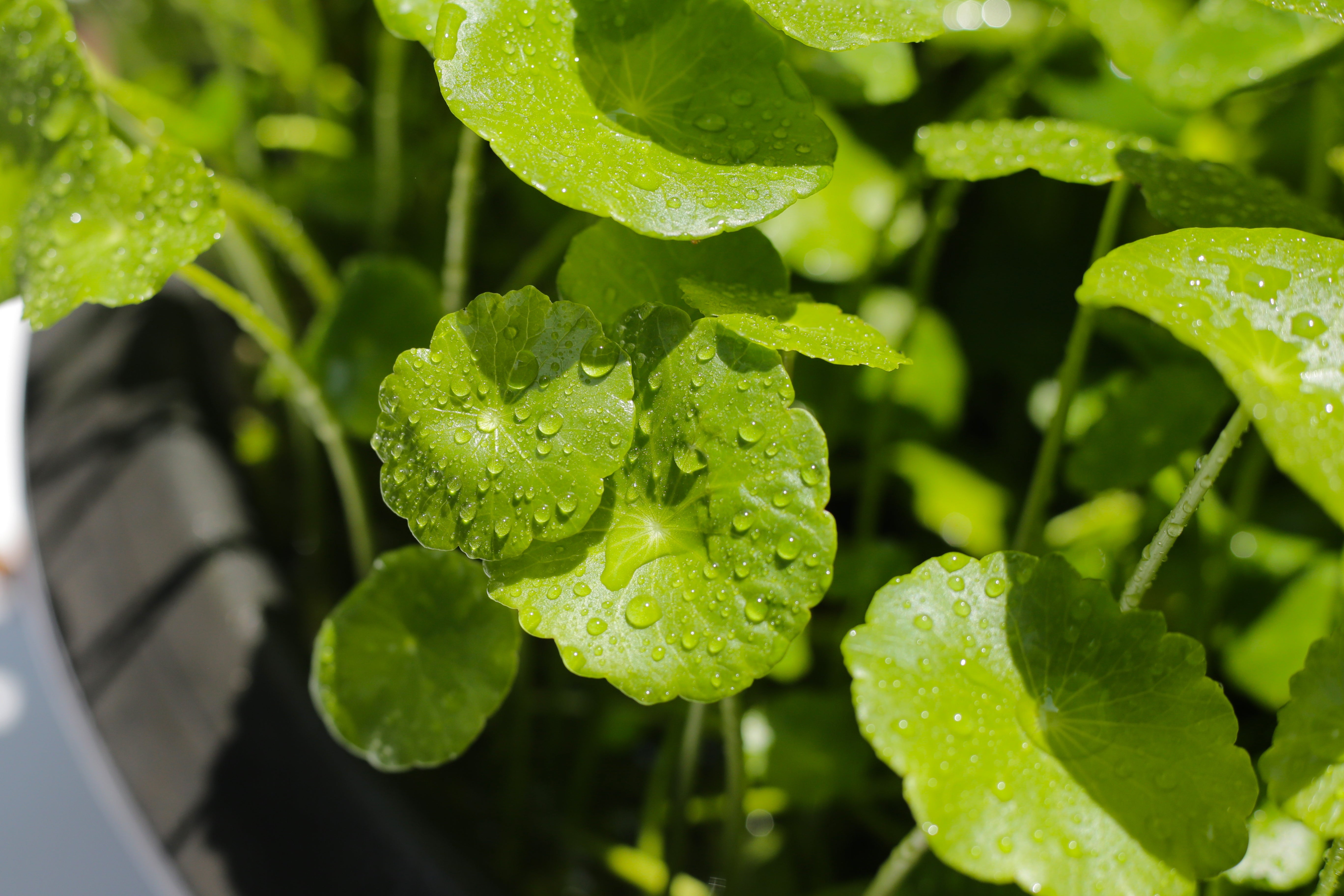 Why Purity of Cica Matters 🌿